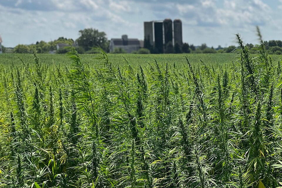Rows of industrial hemp growing in a field in Illinois